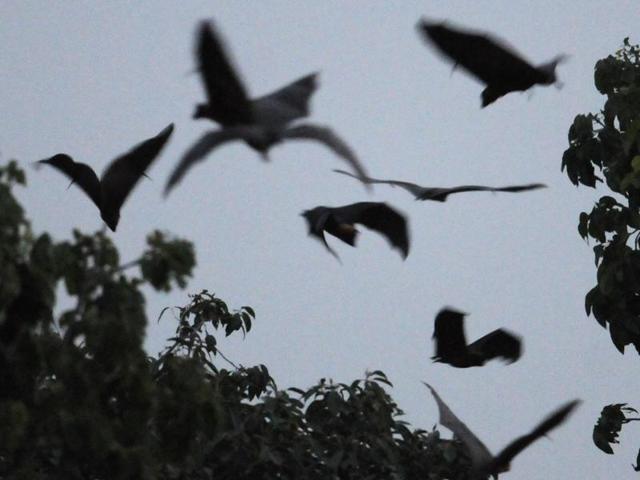 Bats in their colony on the Panjab University campus in Chandigarh. (Anil Dayal/HT Photo)