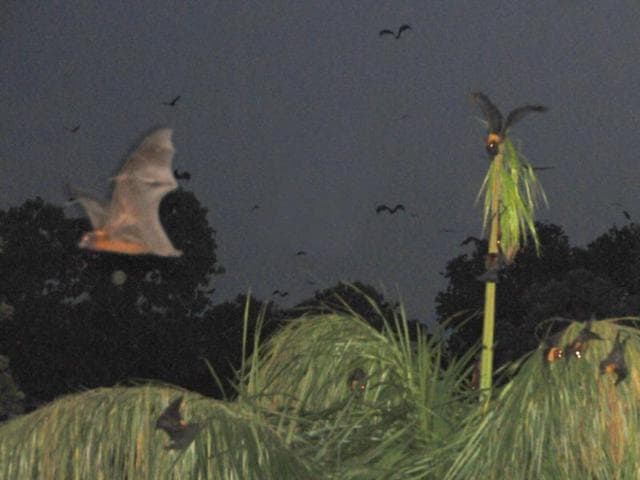 Bats in their colony on the Panjab University campus in Chandigarh. (Anil Dayal/HT Photo)