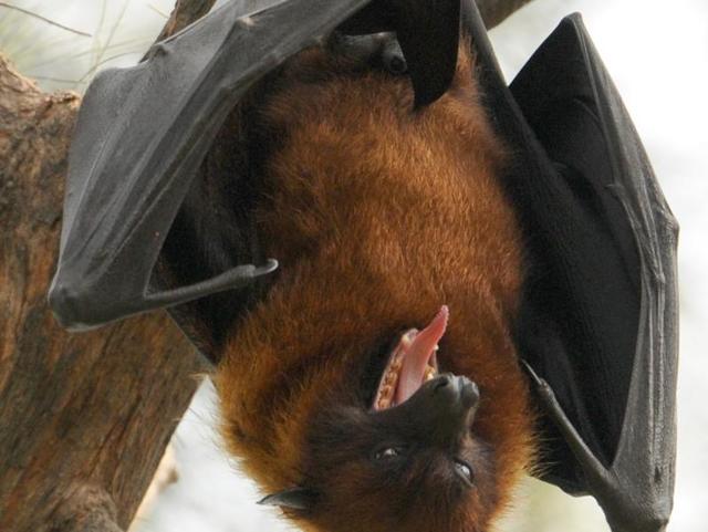 Chandigarh, India September 14, 2016::Bats in Panjab University, Chandigarh on Wednesday, September 14 2016.Photo by Anil Dayal/Hindustan Times.