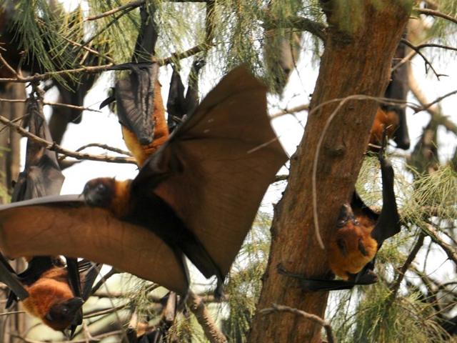 Bats in their colony on the Panjab University campus in Chandigarh. (Anil Dayal/HT Photo)