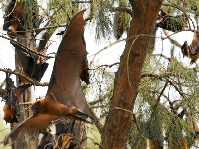 Bats in their colony on the Panjab University campus in Chandigarh. (Anil Dayal/HT Photo)