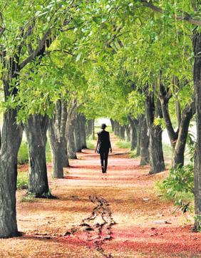 WALK IN THE WOODS: Chandigarh is known for its lush lanes and landscaping. It’s best kept secret, however, is the spots of solitude. (Photo: Yashinder Bahga)