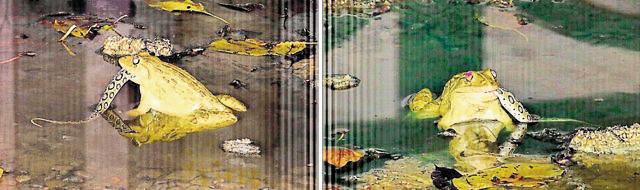 The Indian bullfrog struggling to swallow the Russell’s viper. (Durgesh K Singh) The Indian bullfrog struggling to swallow the Russell’s viper. (Durgesh K Singh)