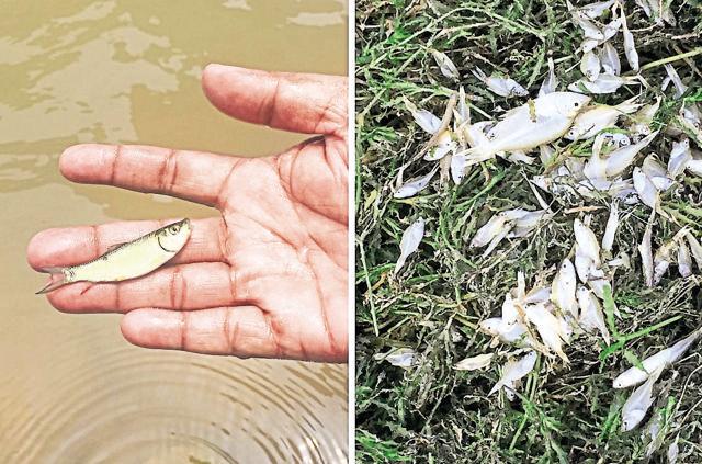 A dead rohu seed at the Sukhna lake; (right) dead minnows in the weeds heaped on the banks. (Vikram Jit Singh ) A dead rohu seed at the Sukhna lake; (right) dead minnows in the weeds heaped on the banks. (Vikram Jit Singh )