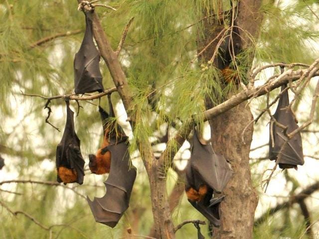 Bats in their colony on the Panjab University campus in Chandigarh.(Anil Dayal/HT Photo) Bats in their colony on the Panjab University campus in Chandigarh.(Anil Dayal/HT Photo)