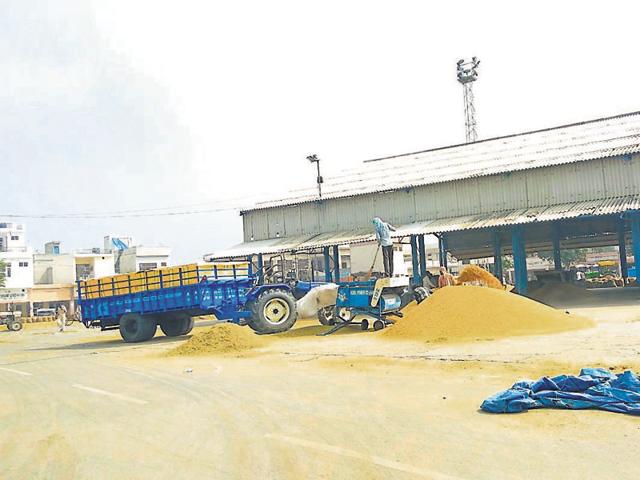 Government agencies have not started paddy procurement in grain markets yet. (HT Photo) Government agencies have not started paddy procurement in grain markets yet. (HT Photo)