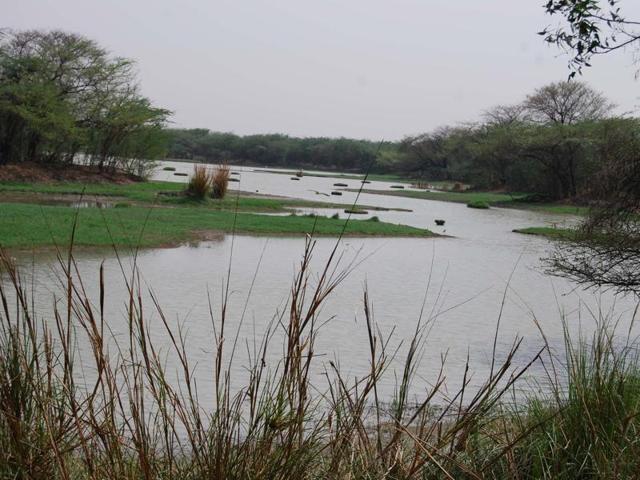 Every year, the park receives more than 250 species of winter migratory and resident birds (HT File Photo) Every year, the park receives more than 250 species of winter migratory and resident birds (HT File Photo)