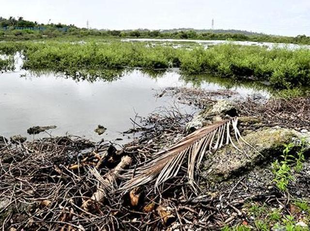 Encroachments on the southern end of the beach have led to the destruction of over 500 to 600 mangrove trees. (Vidya Subramaniam/HT photo) Encroachments on the southern end of the beach have led to the destruction of over 500 to 600 mangrove trees. (Vidya Subramaniam/HT photo)