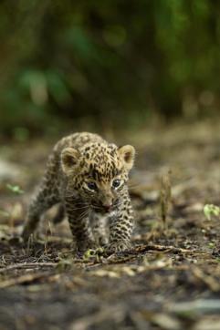 A one-and-half-month-old male leopard cub, separated from its mother, was rescued from a sugarcane field near Sangamner, Ahmednagar district, by forest officials on Saturday. (Wildlife SOS)