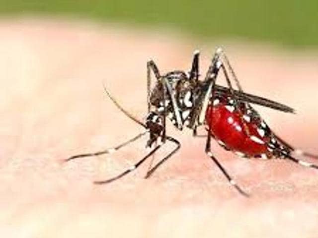 Known to feed on mosquito larvae which made them popular for controlling diseases like malaria and dengue, have wrought havoc in ecosystem in many countries. They have become headache of scientists across the world because of their invasive nature.(HT Photo) Known to feed on mosquito larvae which made them popular for controlling diseases like malaria and dengue, have wrought havoc in ecosystem in many countries. They have become headache of scientists across the world because of their invasive nature.(HT Photo)