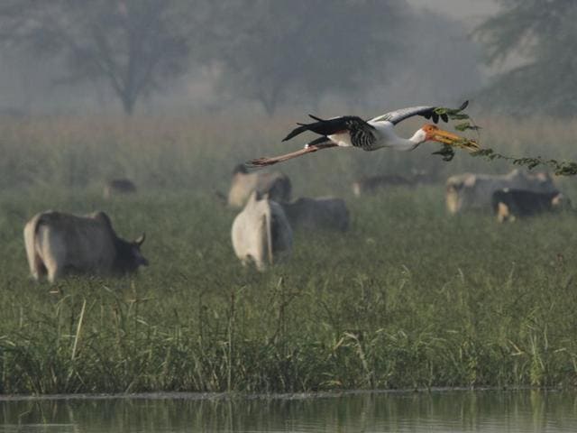 There are more than 90 species of birds at the park. Around 25 of them are water birds. The park is located around 15km from Gurgaon. (HT File Photo) There are more than 90 species of birds at the park. Around 25 of them are water birds. The park is located around 15km from Gurgaon. (HT File Photo)