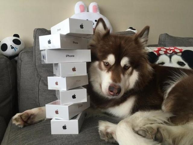 Coco, 8, dubbed China’s richest dog, pose with her black and rose gold iPhone 7 handsets. (Weibo) Coco, 8, dubbed China’s richest dog, pose with her black and rose gold iPhone 7 handsets. (Weibo)