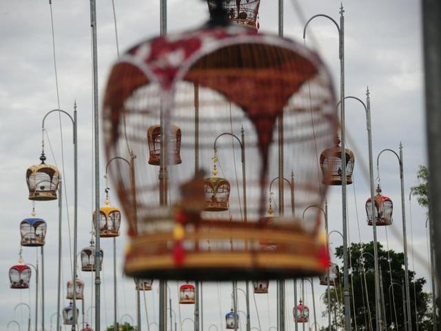 This year more than 1000 birds took part in the competition, with enthusiasts travelling from all over Thailand, Malaysia and Singapore to take part. Birds sit in their cages hoisted on poles. (AFP)