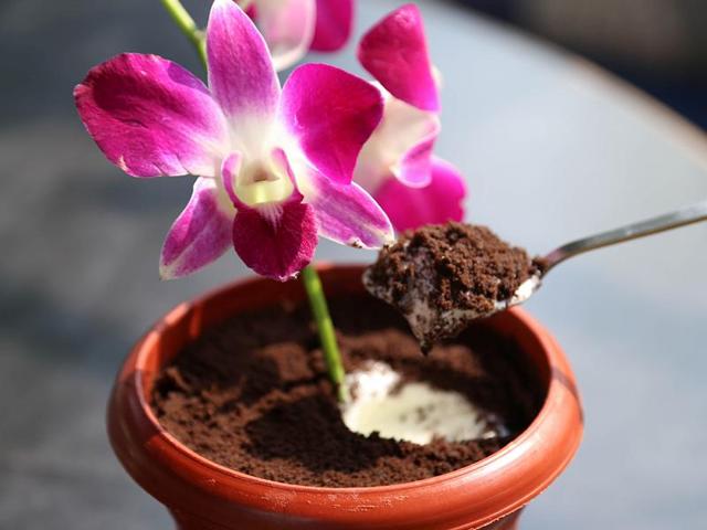 Flower Pot Surprise at Jamjar Diner. Flower Pot Surprise at Jamjar Diner.