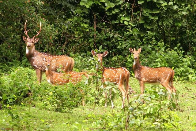 Covering approximately 200 hectares, Ballavpur Wildlife Sanctuary is located in the outskirts of Bolpur town. (Special arrangement) Covering approximately 200 hectares, Ballavpur Wildlife Sanctuary is located in the outskirts of Bolpur town. (Special arrangement)