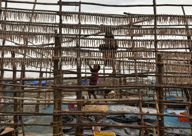 A fisherwoman lays out fish to dry at Versova Koliwada (Photo: Vidya Subramanian/HT) A fisherwoman lays out fish to dry at Versova Koliwada (Photo: Vidya Subramanian/HT)