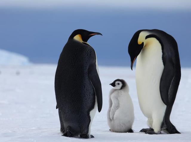 Guests can get up close to Emperor penguins in the wild as part of their stay. (AFP)
