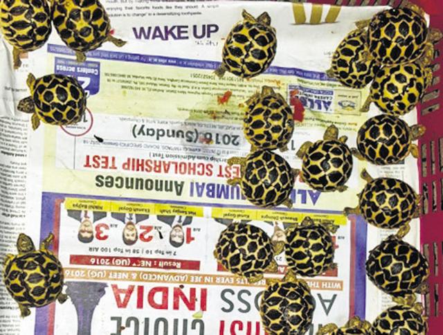 WCCB officials said the accused had purchased each tortoise for Rs 400 and had planned to sell each for Rs 1500. WCCB officials said the accused had purchased each tortoise for Rs 400 and had planned to sell each for Rs 1500.