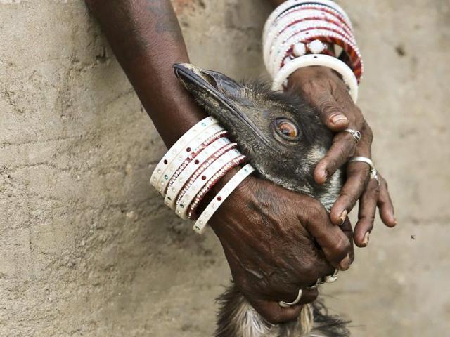 For now, this is one happy emu, being loved and attended to by an entire village.  (Himanshu Vyas/HT Photo) 