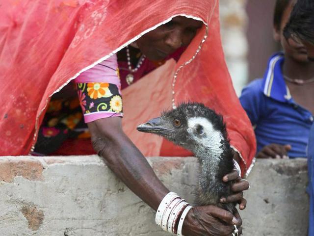 The villagers even keep vigil at night , to guard her from dogs. (Himanshu Vyas/HT Photo) 