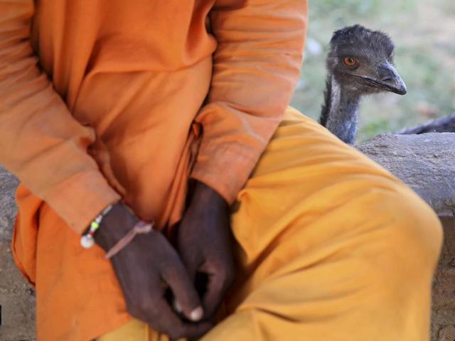 The emu seems comfortable with her  new human friends. (Himanshu Vyas/HT Photo) 