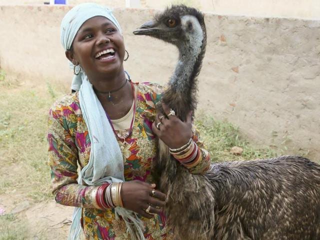 Some locals believe the emu’s arrival from nowhere was divine. “Koi picchle janam ka lena hai (There must be some connection from previous life).” (Himanshu Vyas/HT Photo) 