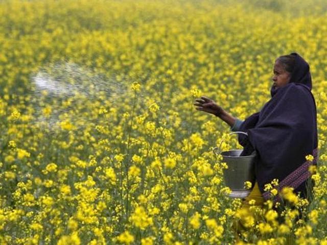 Madhya Pradesh is the fourth major state producing mustard with a share of nearly 11% to the country’s total mustard production. (Representative picture) Madhya Pradesh is the fourth major state producing mustard with a share of nearly 11% to the country’s total mustard production. (Representative picture)