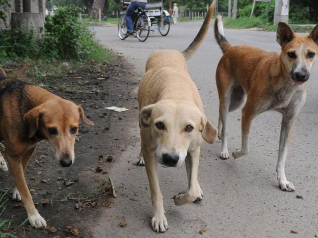 The decomposing body of a new-born baby girl was found being dragged by a pack of dogs at a hospital in Ghaziabad.(HT File Photo)