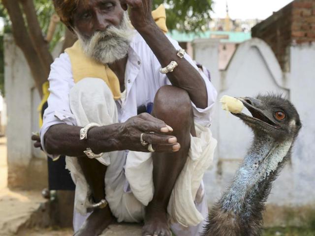 Standing nearly six feet tall, the flightless bird is being taken care of by the villagers who are smitten by the ‘pakshi-janwar’. “We never saw such a strange creature. Seems like some ‘bird-animal,”  said one of the villagers.  (Himanshu Vyas/HT Photo) 