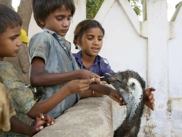 Children have taken a special liking to their guest, feeding it their own share of snacks. (Himanshu Vyas/HT Photo) 