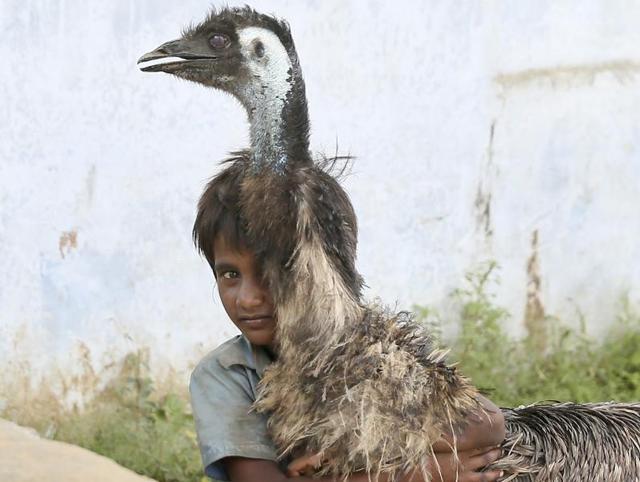 Seven-year-old Pokha Nath was the first to embrace this unknown feathered creature, and that  gave confidence to others.  (Himanshu Vyas/HT Photo) 