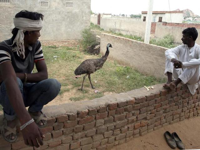 The emu is kept in an open closure in the village. (Himanshu Vyas/HT Photo) 