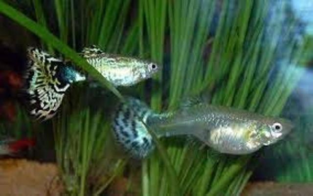 Guppy fishes are often released in ponds and drains to control mosquitoes, but they become invasive and eat up eggs of other fish. (HT Photo) Guppy fishes are often released in ponds and drains to control mosquitoes, but they become invasive and eat up eggs of other fish. (HT Photo)