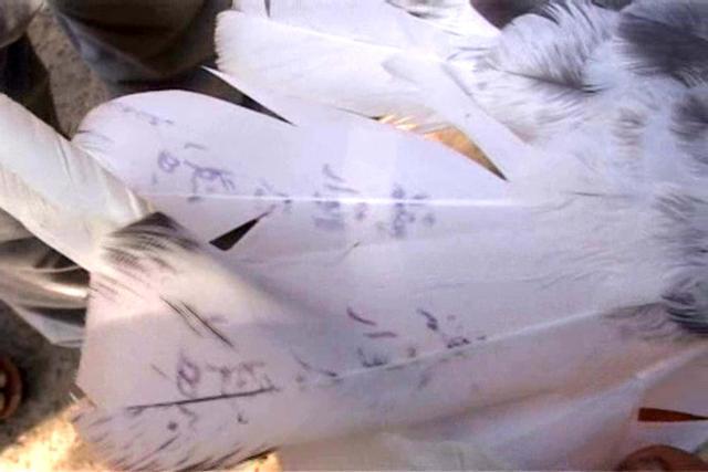 Mukerian deputy superintendent of police (DSP) Bhupinder Singh told HT that only names of the days were stamped on the wings. (Harpreet Kaur/HT Photo) Mukerian deputy superintendent of police (DSP) Bhupinder Singh told HT that only names of the days were stamped on the wings. (Harpreet Kaur/HT Photo)