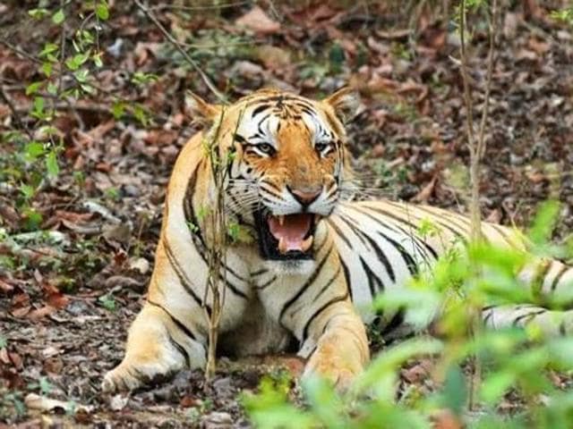 Jai, the missing tiger, who had come to Umred-Karhandla sanctuary, walking 150km from the Nagzira-Navegaon tiger reserve of Gondia-Bhandara district in September 2013 (HT File Photo) Jai, the missing tiger, who had come to Umred-Karhandla sanctuary, walking 150km from the Nagzira-Navegaon tiger reserve of Gondia-Bhandara district in September 2013 (HT File Photo)