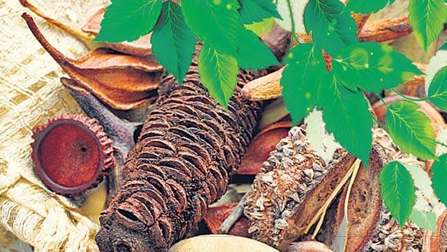 Having tasted success in getting Switzerland to recognise India’s traditional Ayurveda system in insurance reimbursement, the NDA government has now shifted its focus to its neighbours, Italy and Germany. Having tasted success in getting Switzerland to recognise India’s traditional Ayurveda system in insurance reimbursement, the NDA government has now shifted its focus to its neighbours, Italy and Germany.