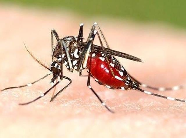 In all, 700 confirmed dengue cases have been reported in SAS Nagar this season, with 39 fresh cases on Friday.(Representative image) In all, 700 confirmed dengue cases have been reported in SAS Nagar this season, with 39 fresh cases on Friday.(Representative image)