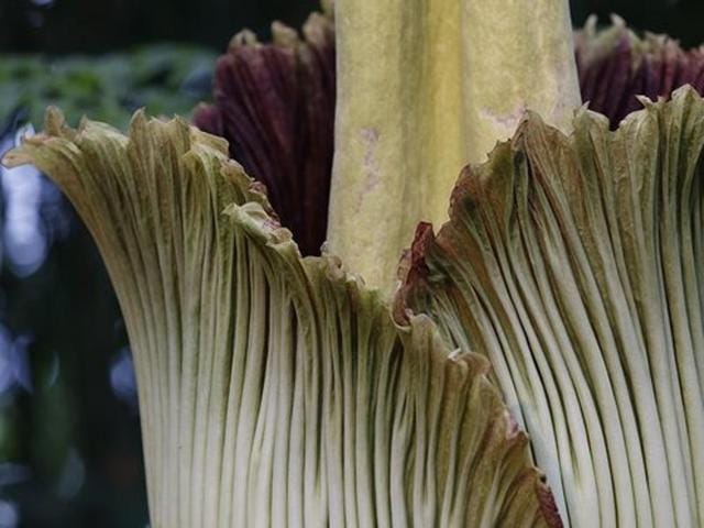 A corpse flower begins to bloom at the New York Botanical Garden. Dartmouth College’s specimen is expected to fully open on Saturday.(Kathy Willens/AP) A corpse flower begins to bloom at the New York Botanical Garden. Dartmouth College’s specimen is expected to fully open on Saturday.(Kathy Willens/AP)