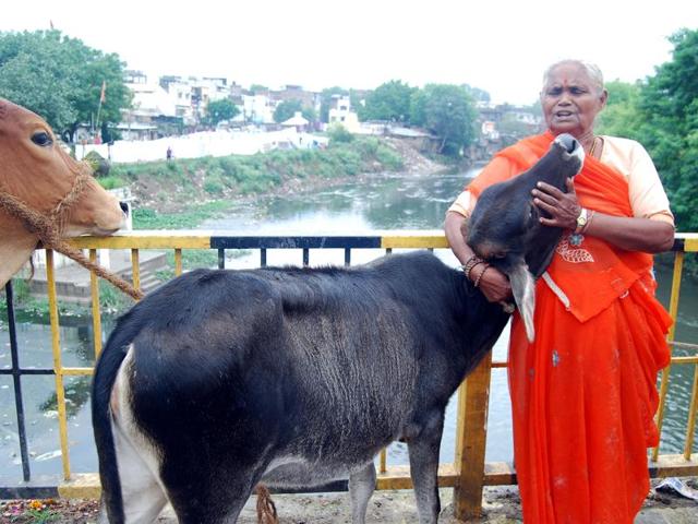 From the lynching of Md. Akhlaq in Dadri last year on the suspicion that he was consuming beef to gau rakshaks killing a Muslim youth in Ahmedabad to biryani policing in Haryana, many cases of violence against minorities by these self-styled custodians have been reported.(HT File Photo)