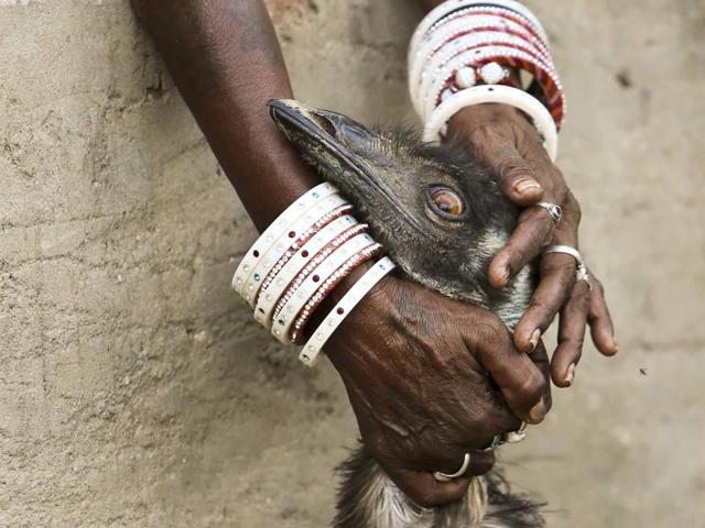 Locals adore, feed and look after an Emu which strayed into Saperon Ki Dhaani (snake charmer's hamlet). The bird was rescued by residents from attacking dogs and is being guarded in an empty plot on the outskirts of Jaipur, Rajasthan. Seen on September 21, 2016. (Himanshu Vyas/HT Photo) Locals adore, feed and look after an Emu which strayed into Saperon Ki Dhaani (snake charmer's hamlet). The bird was rescued by residents from attacking dogs and is being guarded in an empty plot on the outskirts of Jaipur, Rajasthan. Seen on September 21, 2016. (Himanshu Vyas/HT Photo)
