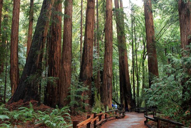 About 19km north of San Francisco is the Muir Woods National Monument. (Getty Images) About 19km north of San Francisco is the Muir Woods National Monument. (Getty Images)