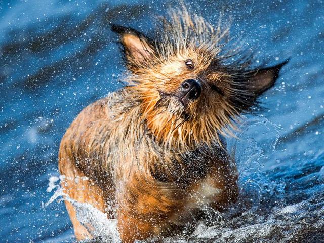 Frida, a mixed-breed dog, comes out of the sea in Timmendorf, Northern Germany on September 23, 2016. (Jens Büttner /AFP) Frida, a mixed-breed dog, comes out of the sea in Timmendorf, Northern Germany on September 23, 2016. (Jens Büttner /AFP)