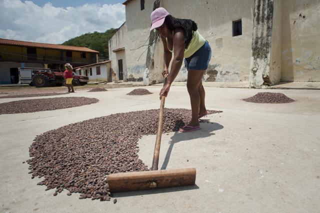 Different regions can produce beans that taste significantly different. Chocolate from Chuao in Venezuela, for instance, is better than chocolate from anywhere else in that country (AFP) Different regions can produce beans that taste significantly different. Chocolate from Chuao in Venezuela, for instance, is better than chocolate from anywhere else in that country (AFP)