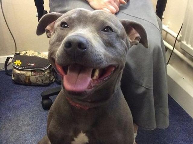 Diesel had been missing for 8 months when he was found at the Manchester airport in UK. (Twitter) Diesel had been missing for 8 months when he was found at the Manchester airport in UK. (Twitter)