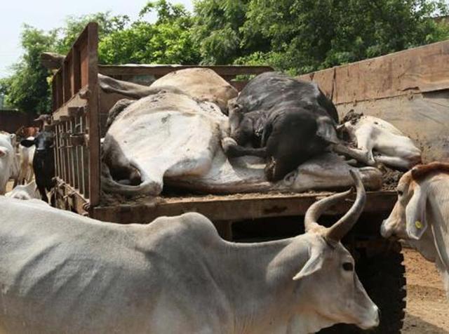 Six people, reportedly from an upper caste, assaulted a family, including a pregnant women, for refusing to dispose of cow carcasses. (File Photo) Six people, reportedly from an upper caste, assaulted a family, including a pregnant women, for refusing to dispose of cow carcasses. (File Photo)