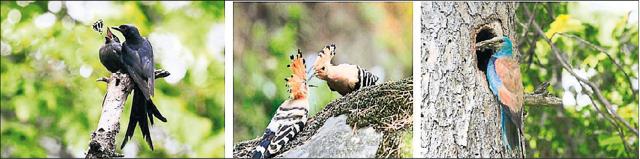 The butterfly escapes as the Drongo sub-adult opens its bill to toss it into the air; (centre) a male Hoopoe feeding a female as a courtship ritual; (right) a Eurasian roller brings too big a meal for its chicks. (Photo: COL KRISHNANDU SARKAR) The butterfly escapes as the Drongo sub-adult opens its bill to toss it into the air; (centre) a male Hoopoe feeding a female as a courtship ritual; (right) a Eurasian roller brings too big a meal for its chicks. (Photo: COL KRISHNANDU SARKAR)