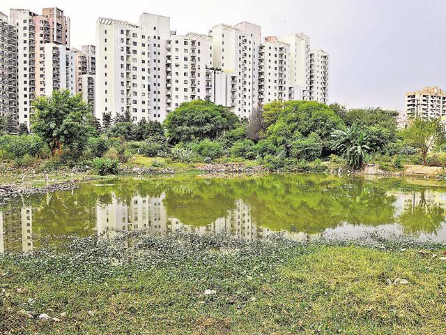 A pond in Sector 47 has shrunk after real estate developers allegedly encroached upon the waterbody(Parveen Kumar/HT Photo) A pond in Sector 47 has shrunk after real estate developers allegedly encroached upon the waterbody(Parveen Kumar/HT Photo)