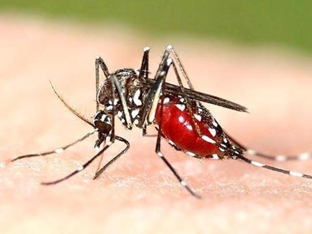 “The posts were sanctioned more than a decade ago. Even if all of them are filled, they certainly are not enough considering today’s population,” said an officer from the anti-malaria office of Chandigarh health department.(Representative image)