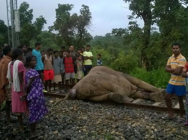 An elephant and its calf were mowed down by an express train near Gautam Dhara station in Jharkhand’s Ranchi.(HT Photo)