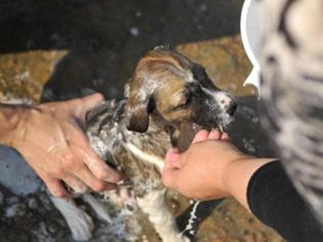 “When we saw the two puppies wandering on the street, searching for food, so we brought them home and fed them biscuits. Kale opposed this and started assaulting us,” said Sejal, who also works with several animal lovers in the city.(HT file photo)
